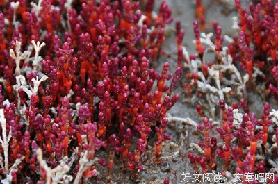 《哥舒夜带刀》经典的句子