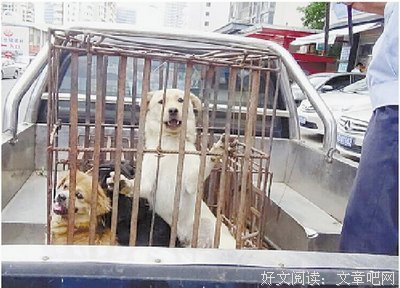 “不要抛弃我！”35度高温下，这些流浪狗的命运让人心疼