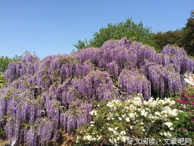 【红尘】紫藤花落了