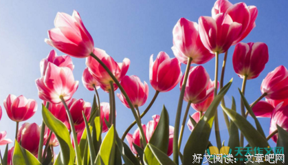 如西并想vbe好词好句