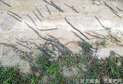 关于地龙的唯美语录