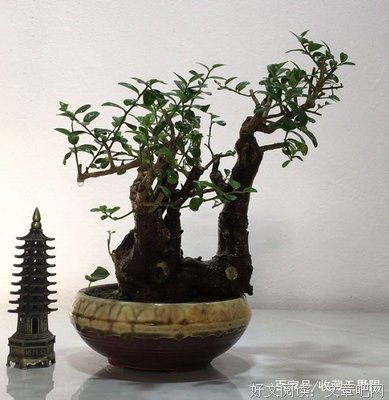 心灵深处的光my heart名句欣赏
