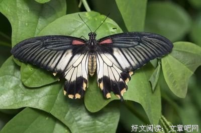如意相思解兰物实上于，界开此相思净琉璃优美的句子