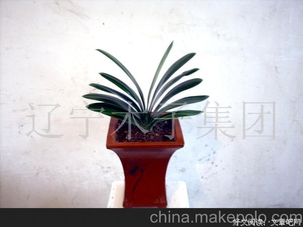 君子兰句子大全