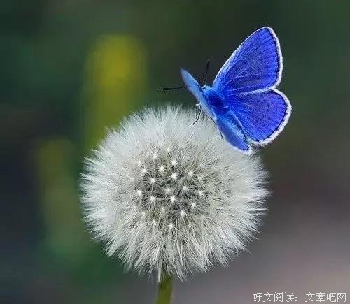 蒲公英社会实践队三下乡调研组的心得4