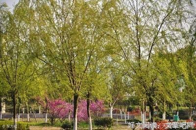 发青的名句_关于发青的名句