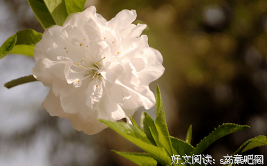 奋斗句子