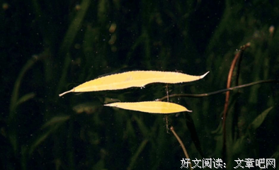 最新的《心静自然禅》经典句子