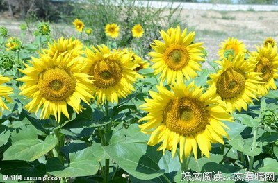柒朵葵花优美的句子