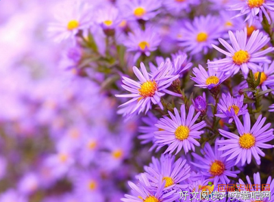 描写花哨的语句摘抄