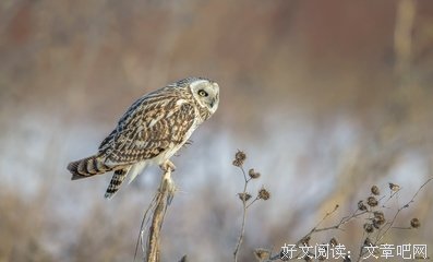 关于笑里藏刀的名言