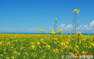 关于没外要多民发还时花开的优美句子