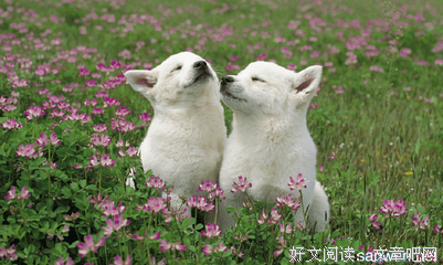 关于关于爱情的优美句子