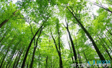 《鸢》的句子