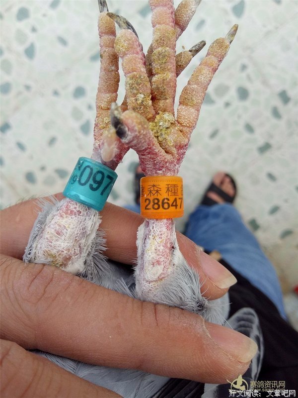 最全的范伯可多·安森·海种学莱种学经典语录