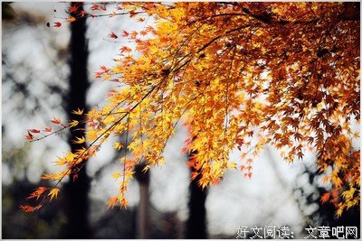 关于泪似相思雨的句子