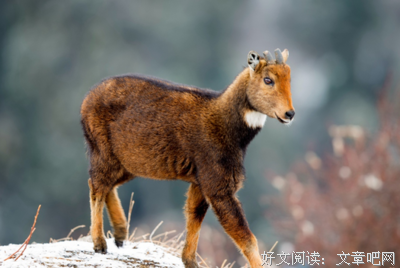 吴岱音：世界那么大，却不容我躲藏