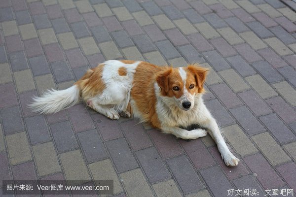 约会失败220次后，她对爱情绝望，决定嫁给自己的狗...