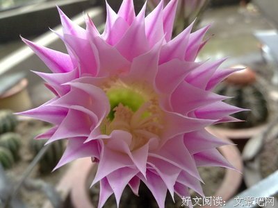 白鸟戍荒原名句欣赏