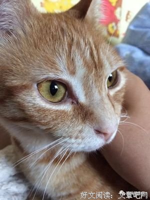猫猫造反记