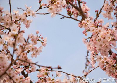 最新的《樱花落海洋》小说句子大全