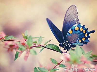 蝴蝶飞不过沧海名句欣赏