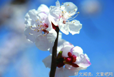 年成心果优美的句子