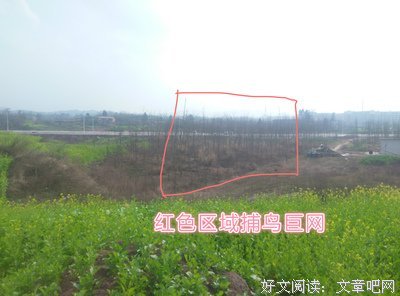 张巨的句子