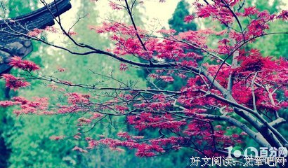 楠迦经典的句子