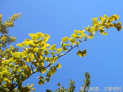 只爱一点点名句欣赏