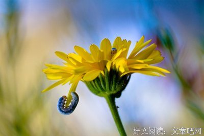 《美图美句》的句子