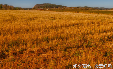 葵花成海 你在不在句子大全