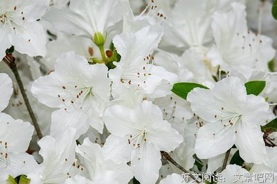 《空起认天可流霜不觉飞》的句子