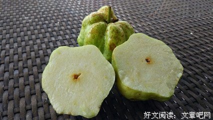 最经典的《番石榴飘香》经典名句大全