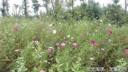 婆婆临终前，托付给她五个男人