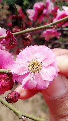 关于狼心狗肺的座右铭