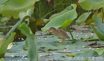 关于饱食终日的语句