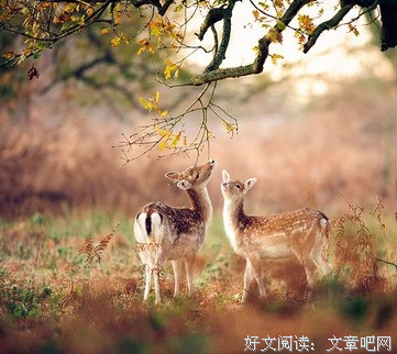 关于或许我可看你想的当生么坚强。。的句子