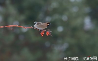 呓语