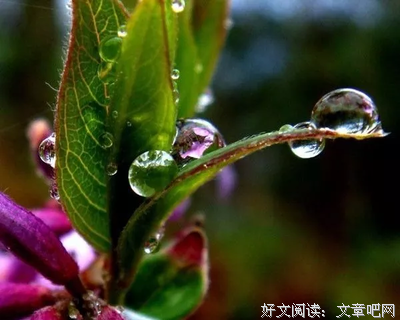 关于寥若晨曦的句子