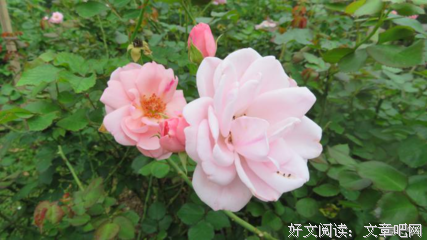 《我带孩子学英语》读后感10篇