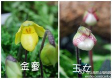 小懒丨献出玉女之身后，爹妈把我卖给欲望爆棚的屠夫