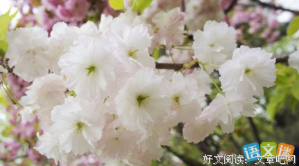 最全的梨花，雨落15句经典名言