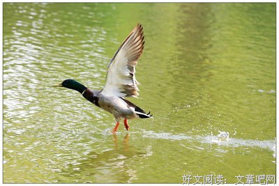 有关是不的是格飞翔的翅膀的句子