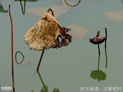 菡萏经典的句子