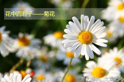 关于永昼的语句
