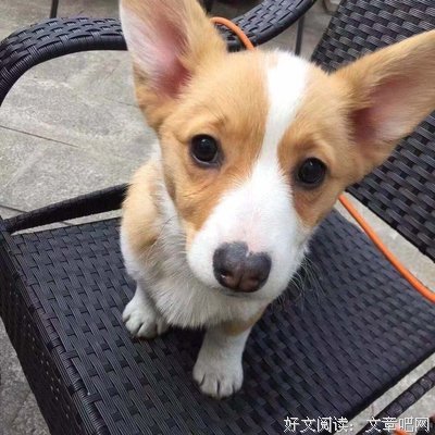 若有来生，我还养狗