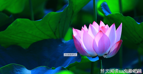 关于篱菊的优美句子