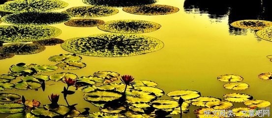 （太美了）一江秋水醉光阴