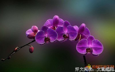 唯美佳句经典的句子